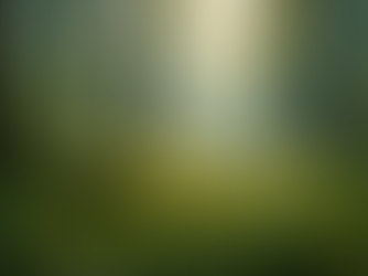 A forest showcasing a healthy ecosystem