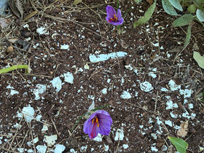 Whimsy blooms when we try new things!