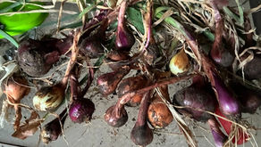 The Gospel According to Red Onions