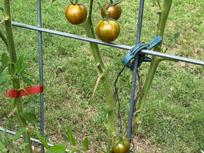 Garden Update: Triumphs, Troubles, and Tomatoes