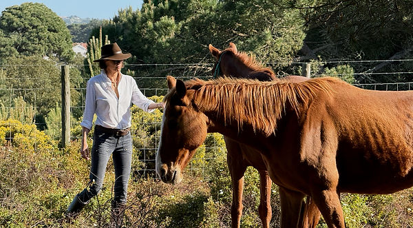 Three horses standing under the trees in a sunlit paddock at Lits Horses, Portugal