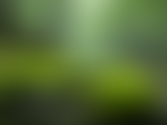 How to Harvest Moss Respectfully for Your Tiny Garden and Terrarium Needs