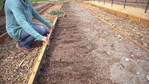 Person in a teal sweater sets up a wooden border in a garden bed. Soil and wood chips fill the rows, with small plants visible.