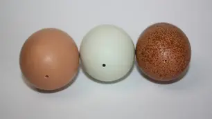 Three eggs on a white background: left brown, center light green, right speckled brown. Each has a small hole. Simple and calm setting.