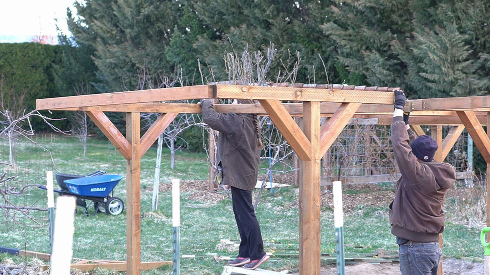 Two people in jackets assemble a wooden pergola frame in a backyard, with a blue Kobalt wheelbarrow nearby.