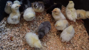 Fluffy yellow and gray chicks gathered on wood shavings in a circular container. The setting is cozy and lively.