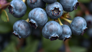 Close-up of ripe blueberries with a rich blue hue, hanging on a green plant. The background is blurred, creating a fresh and natural scene.