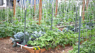 Raised vegetable beds with trellises and lush green plants in a garden, including cabbage and beans, calm outdoor scene.