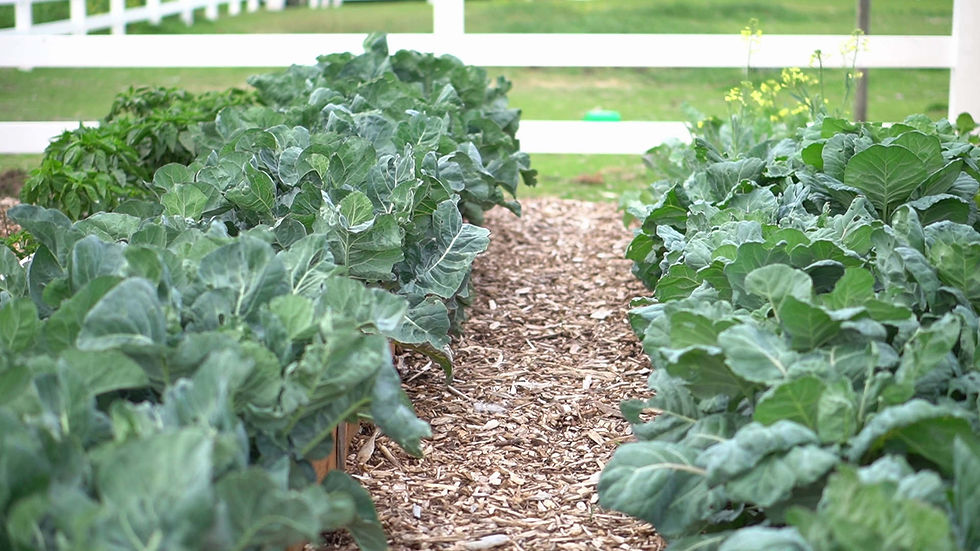 Leafy green vegetable rows line a mulch path in a garden, with a white fence and grassy yard in the background.