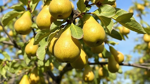 pear tree.jpg