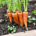 carrots growing.jpg