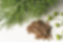 Fresh dill leaves and a pile of brown seeds on a white background with small green flower buds, creating a natural and organic feel.