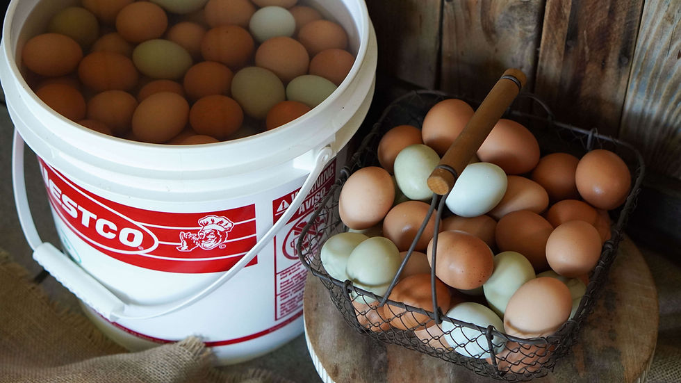 Buckets and basket of assorted brown and blue eggs on a rustic wooden table; Westco logo visible on white pail.