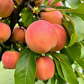nectarine tree.jpg