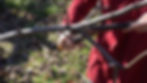 Person in a red shirt uses pruning shears to trim a tree branch. The ground is covered in leaves and grass, suggesting a garden setting.