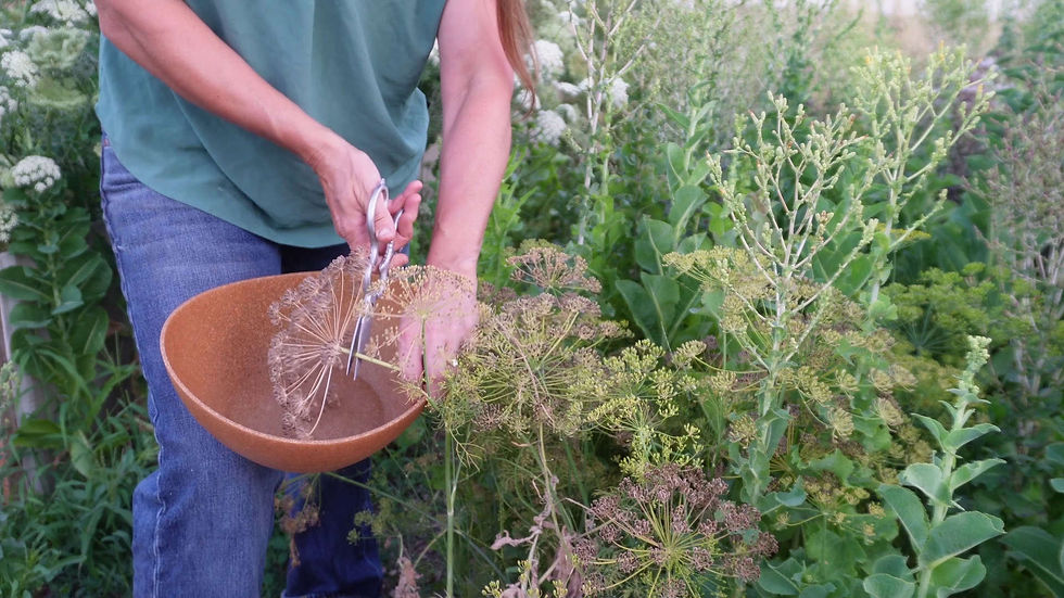 Person harvesting dill seeds with scissors into a brown bowl in a lush green garden, wearing a green shirt and blue jeans.