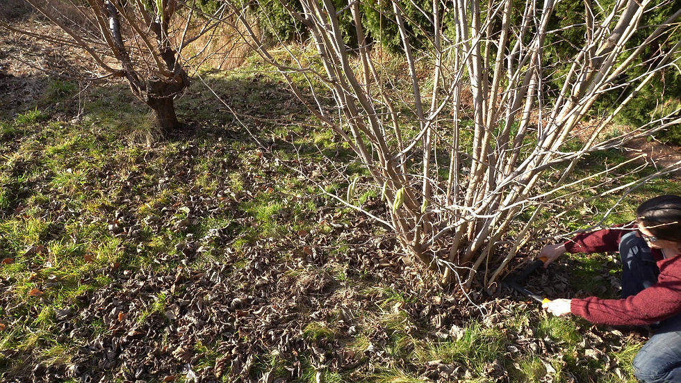 A woman in a red sweater cutting suckers off a hazelnut tree