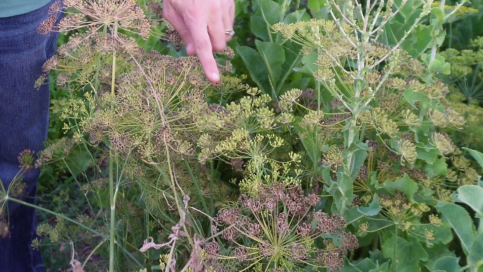 Hand pointing at green and brown dill plants in a garden. Vibrant leaves surround dried flower clusters. Outdoor natural setting.