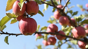apple tree.jpg