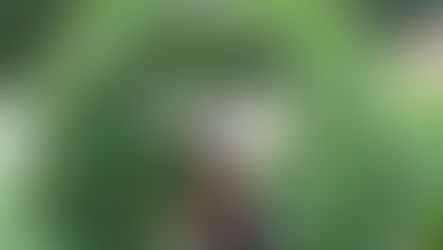 a woman picking beans in a trellis tunnel in the garden