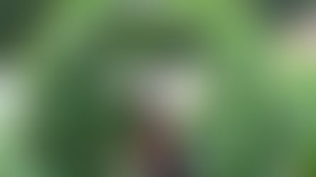 How to Train Garden Plants to Climb a Trellis