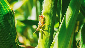 grasshopper.jpg