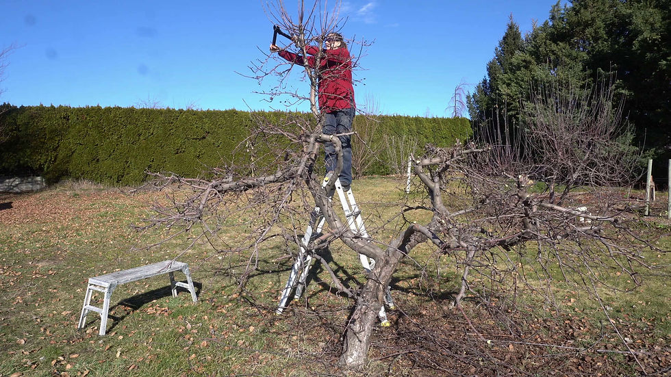 A person in a red jacket prunes a tree using a saw while standing on a ladder in a garden. Blue sky and green hedges in the background.