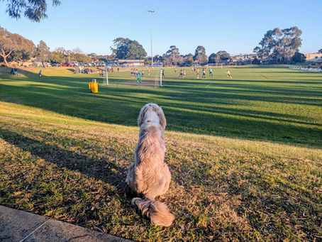 Mascot Stan Watches Beauy Demolish Mazenod 4-0