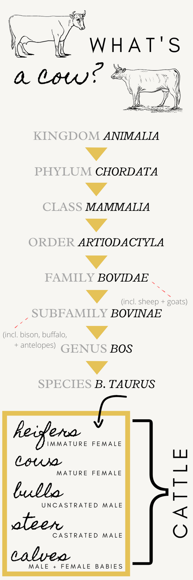 Diagram breaking down the Bos taurus species, designed by Caroline McCraw.