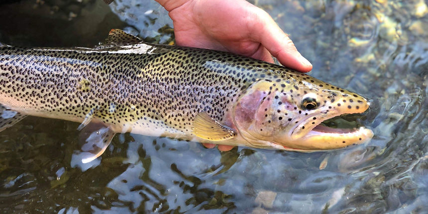 Close-up detail of the distinct colors and markings on a wild Cutthroat Trout caught on Lake Cowichan.