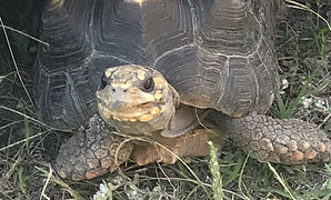 Yellow foot tortoise looking up