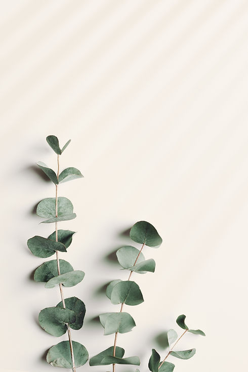 Green eucalyptus branches on beige background with sunlight beams. Minimal aesthetic flat