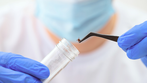 Treat Lyme Disease Tick Born Infections