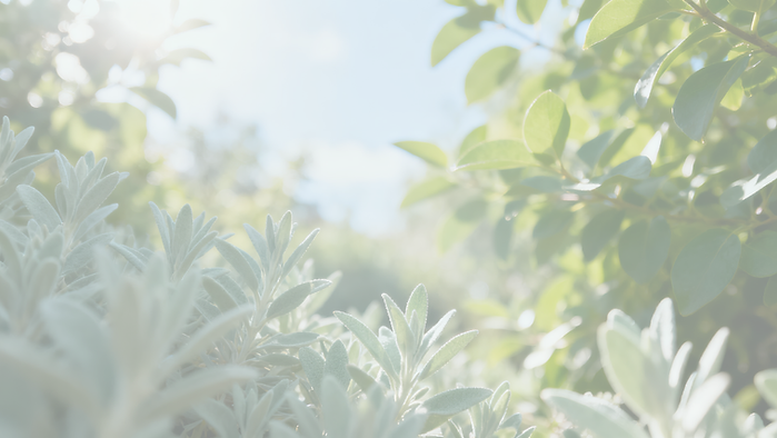 sage-bg-42.png