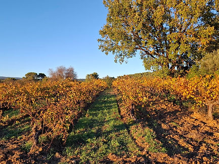 domaine vinicole bio AOP Côtes de Provence