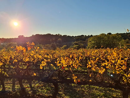 Domaine vinicole bio AOP Côtes de Provence