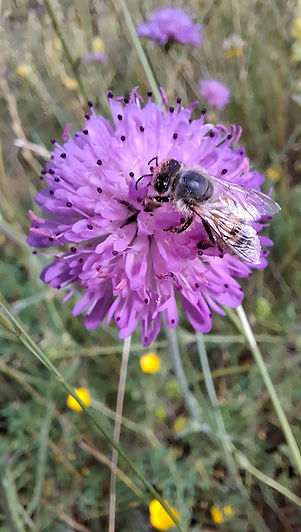 miel-abeille-fleurs-provence