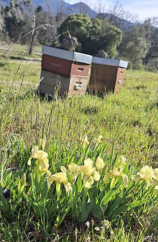 ruches-miel-abeilles-provence-apiculture