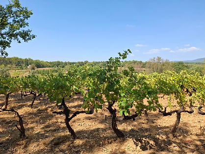 domaine vinicole bio AOP Côtes de Provence