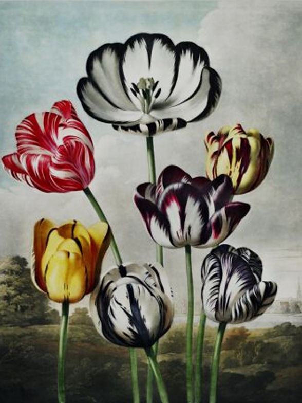 RJT-Tulips_edited.jpg
