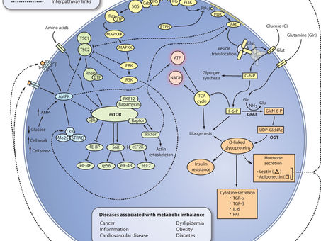 Feeding the Flame: Insulin, Metabolic Syndrome, and Cancer's Growth