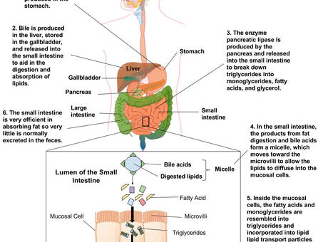 Saturated Fat, Cholesterol, and Heart Disease: Rethinking the Narrative