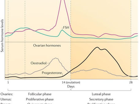 The Modern Luteal Burden: Why Women Today Experience 3x More Cycles Than Nature Intended