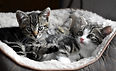choisir-chaton-101948.jpg