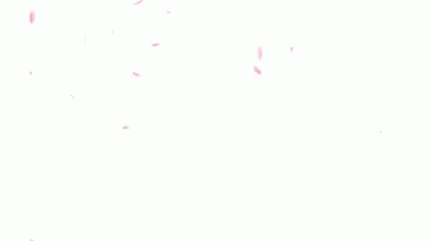 gifcb.gif