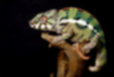 reptile car norwich