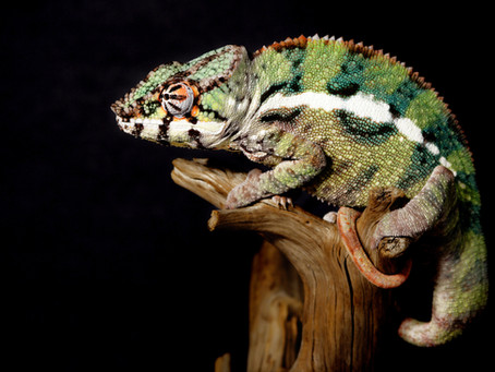 Human Chameleon