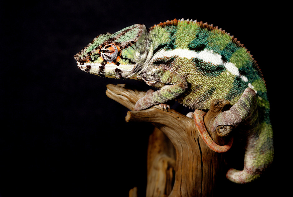 We're Basically Chameleons.