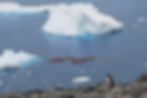 A fine art photograph from Antarctica showing kayaks crossing open water beneath drifting ice, observed by a lone penguin.