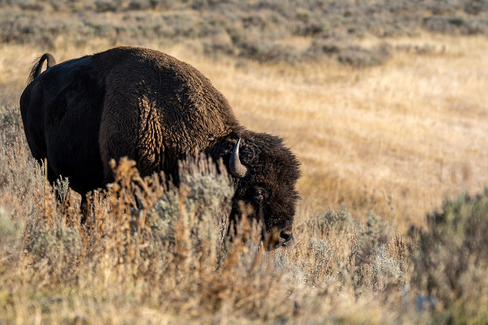 A fine art wildlife photograph of a bison emerging from grass.